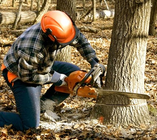 Tree Removal in Vicksburg, MS